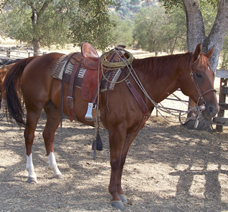 horse saddle blanket